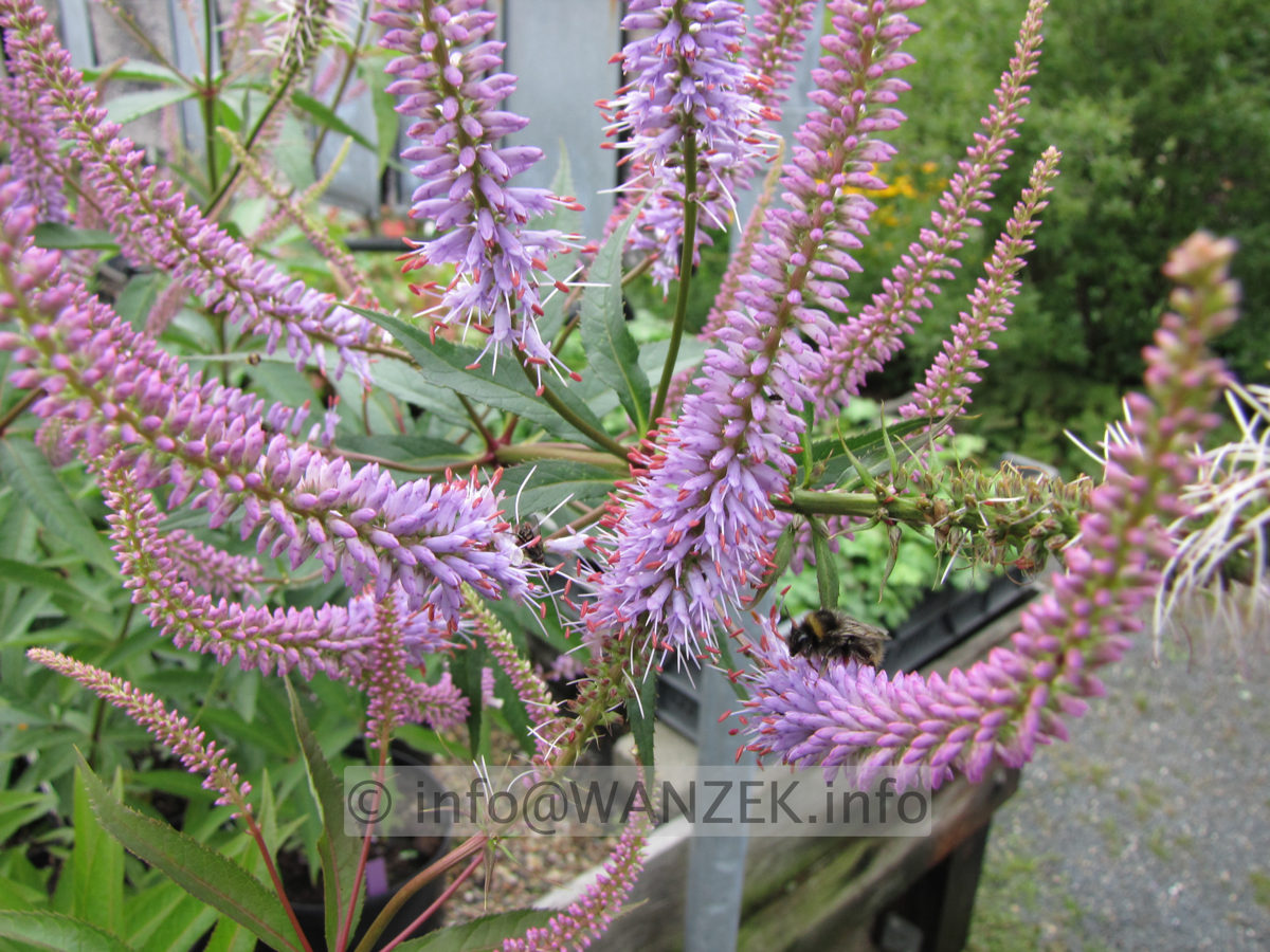 Veronicastrum virginicum Fascination 04 Bluete.JPG